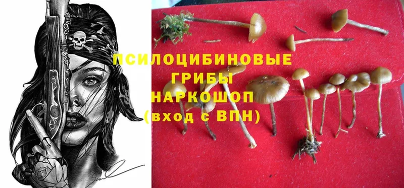 Псилоцибиновые грибы MAGIC MUSHROOMS  кракен вход  Курган 